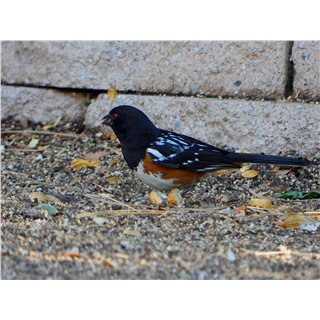 Spotted Towhee (Pipilo maculatus)