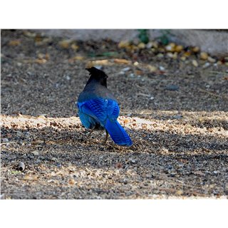 Steller&#39;s Jay (Cyanocitta stelleri)