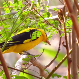 Indian Golden Oriole (Oriolus kundoo)