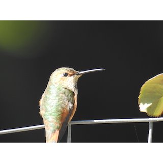 The Hummingbirds