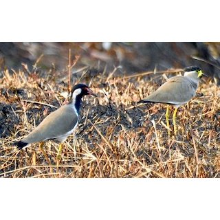 The Lapwings (Vanellus Spp.)