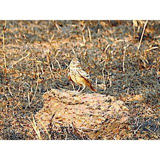 The Larks (Mirafra spp. &amp; Galerida spp.)