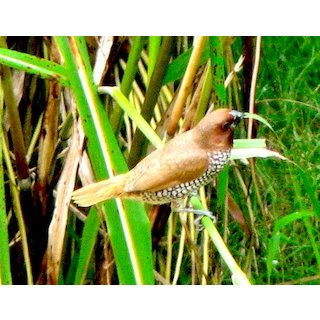 The Munias (Lonchura spp.)