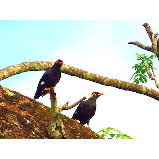 The Mynas (Acridotheres spp &amp; Gracula Spp)