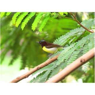 Purple-Rumped Sunbird (Leptocoma zeylonica)