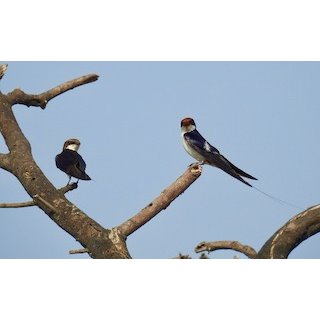 The Swallows (Hirundo spp &amp; Cecropis spp)