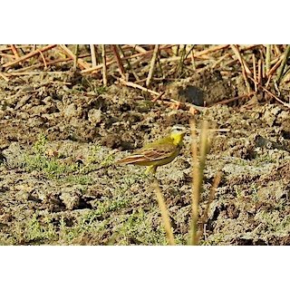 The Wagtails (Motacilla spp.)