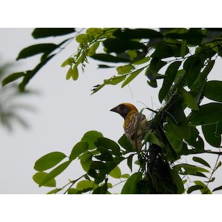 The Weaverbirds (Ploceus spp.)