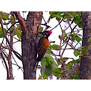 The Woodpeckers (Dendrocopos spp.)