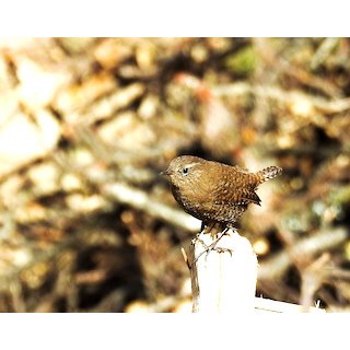 The Wrens (Troglodytes troglodytes)