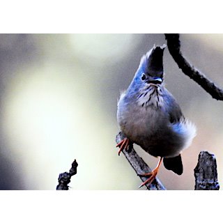 The Yuhina (Yuhina gularis)
