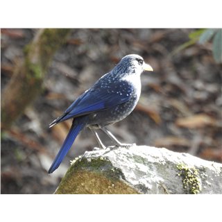 Thrushes (Myophonus, Garrulax and Zoothera spp.)