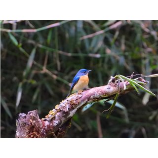 Tickell&#39;s Blue Flycatcher (Cyornis tickelliae)