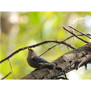 Velvet-fronted Nuthatch  (Sitta frontalis)