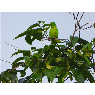 Vernal Hanging Parrots, (Loriculus vernalis)