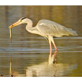 The Herons (Ardea &amp; Ardeola spp.)
