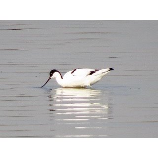 Pied Avocet (Recurvirostra avosetta)