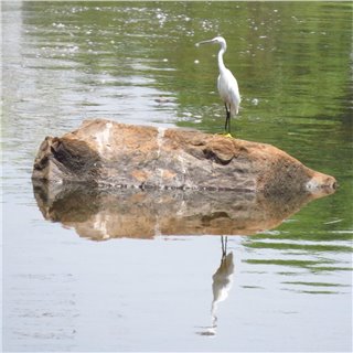 The Egrets (Mesophyix intermedia, Bulbulcus spp, Casmerodius spp Egretta spp.)