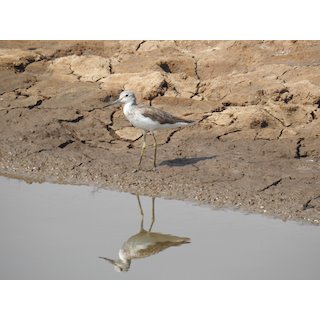 Godwits (Limosa spp.)