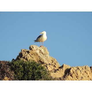 The Gulls (Larus spp)