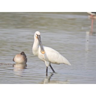 Eurasian Spoonbill, (Platalea leucorodia)