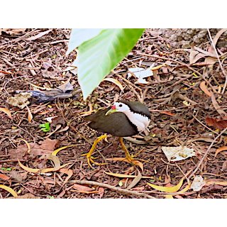 White-breasted Waterhen (Amouronis phoenicurus)