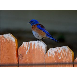Western Bluebird (Sialia mexicana)