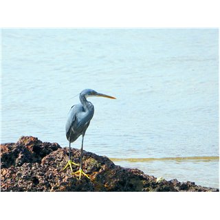 Western Reef Egret (Egretta gularis)