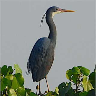 Western Reef Heron (Egretta gularis)