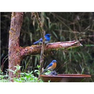 White-bellied Blue Flycatcher (Cyornis pallidipes)