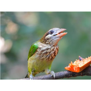 White-cheeked Barbet (Megalaima viridis)