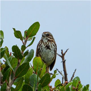 White-crowned Sparrow (Zonotrichia leucophrys)