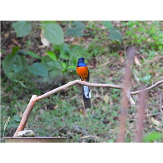White-rumped Shama (Copsychus malabaricus)