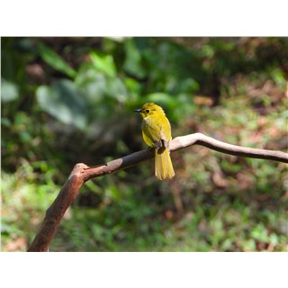 Yellow-browed Bulbul (Acritillas indica)
